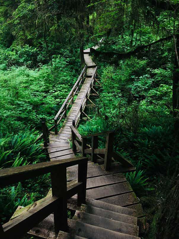 rainforest path