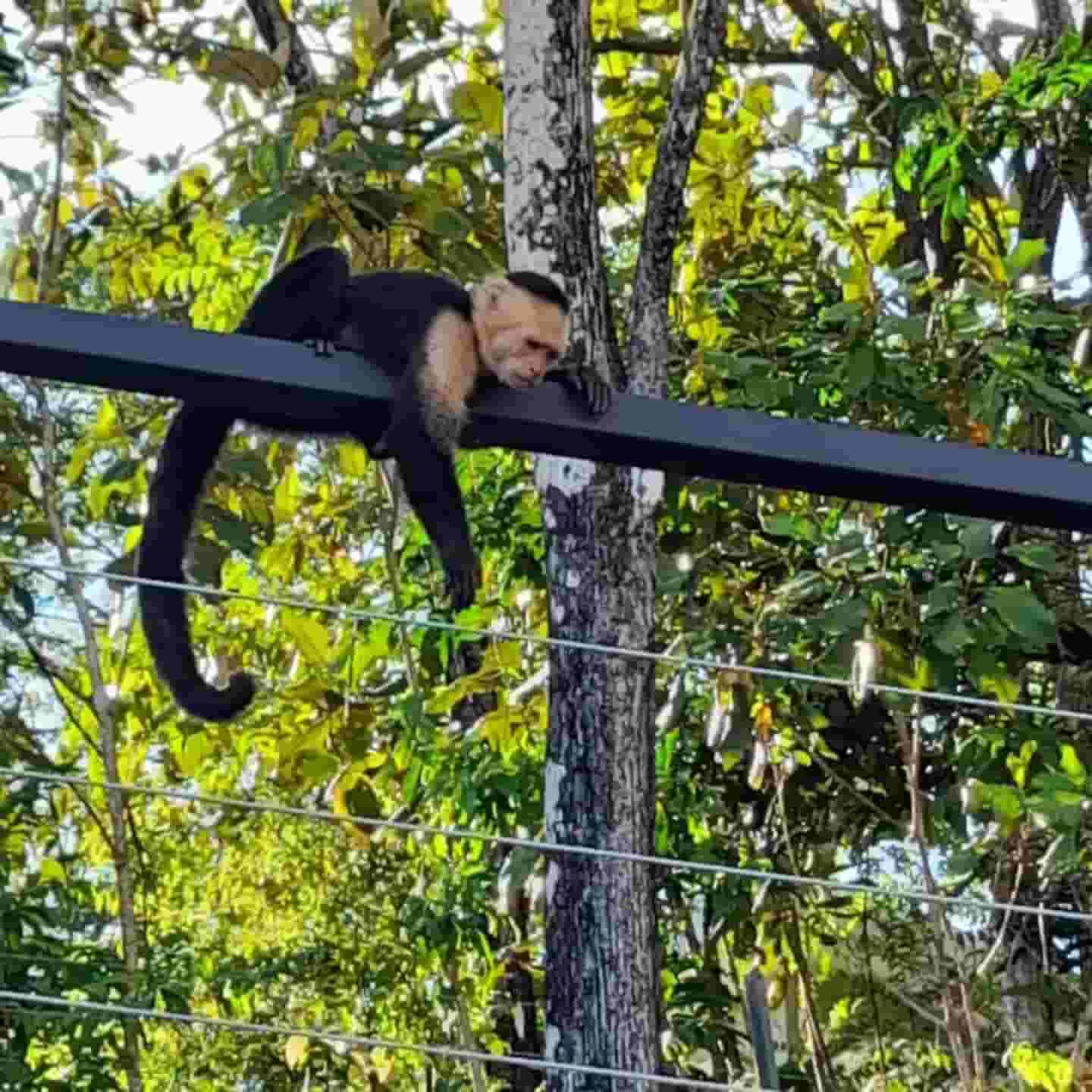 monket guests