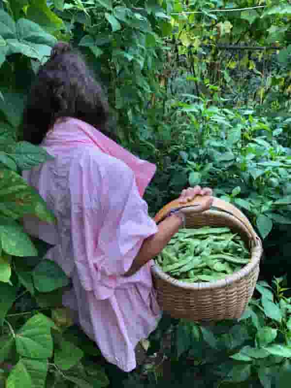 harvesting