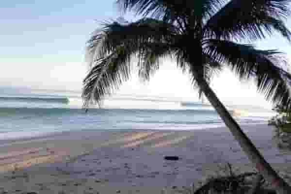 waves and palmtree