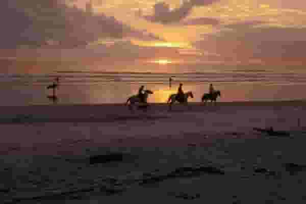horses on the beach