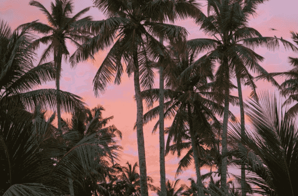 sunset and palmtrees