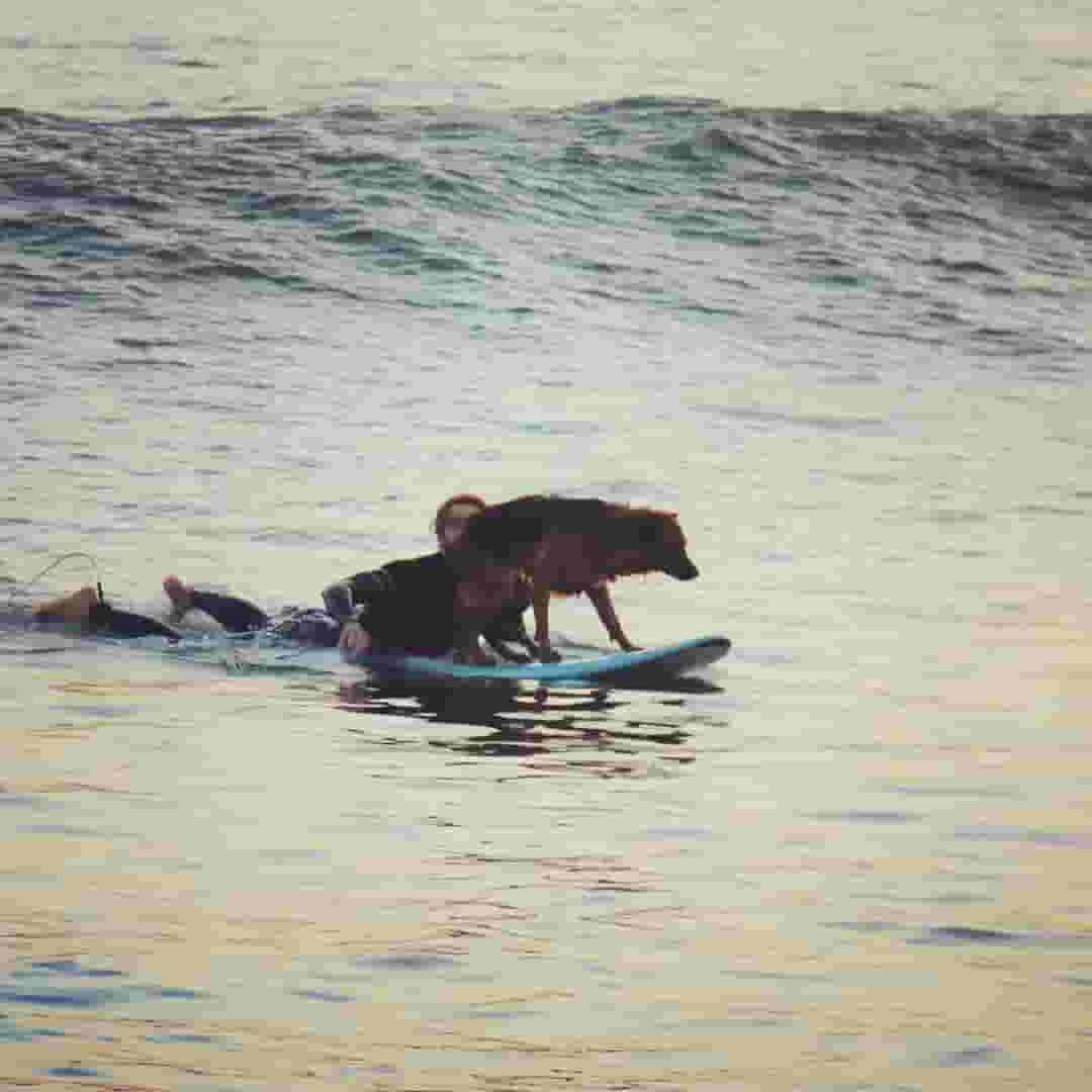 Dog surf