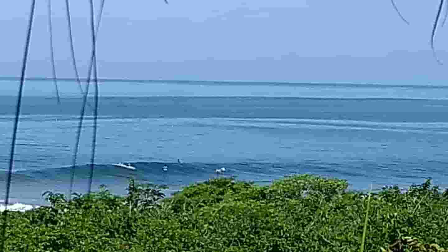 djungle and ocean