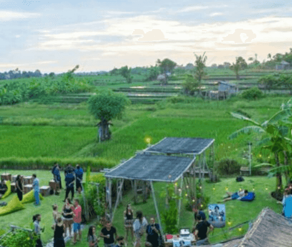 rice paddies