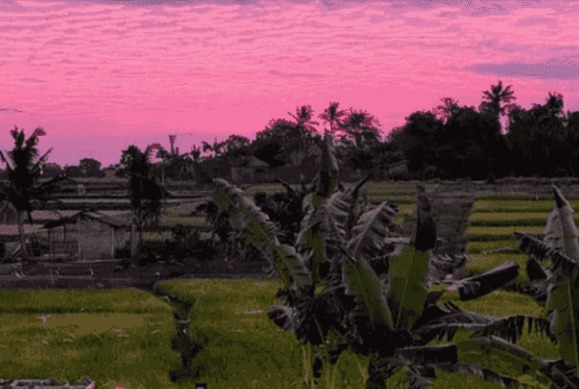 canggu rice patty views
