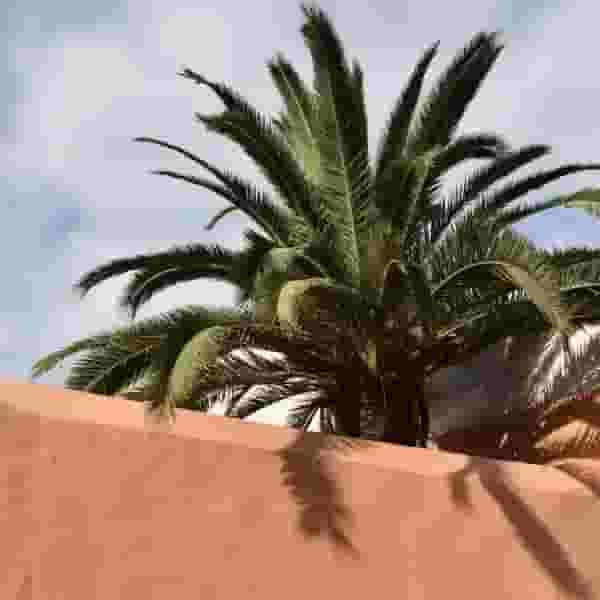palm tree