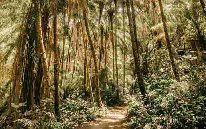 rainforest