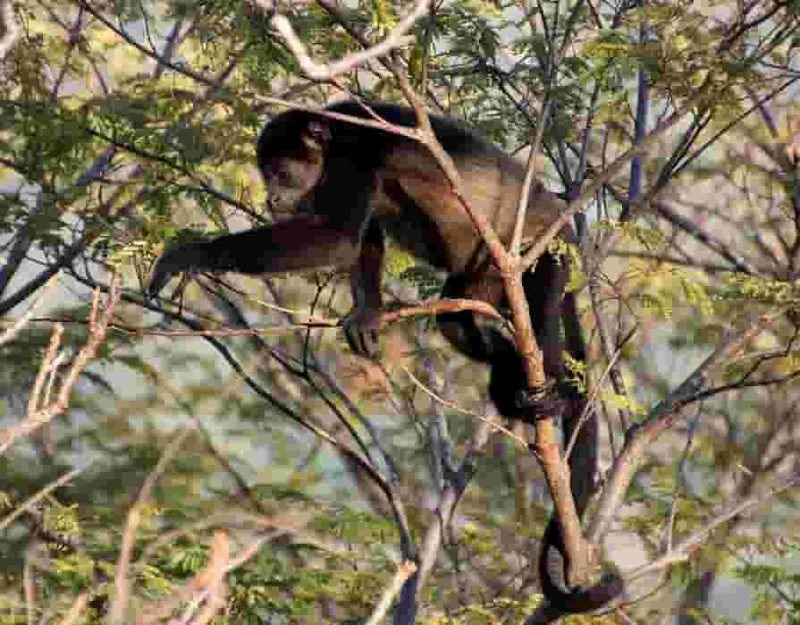 howler monkey