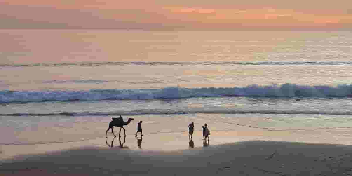 camel on beach