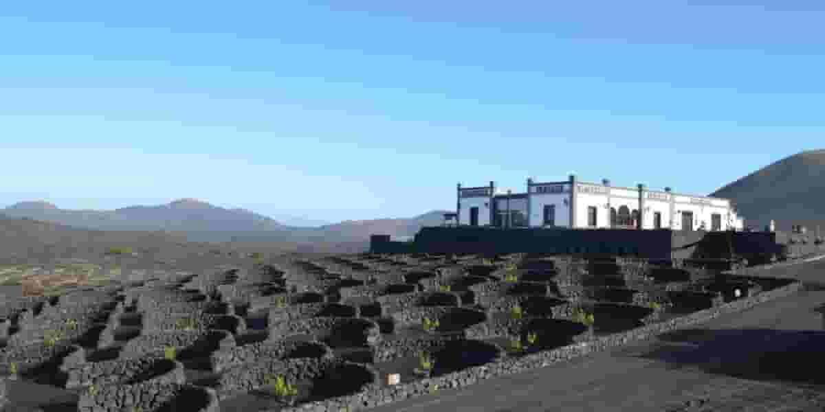 Vineyards of La Geria