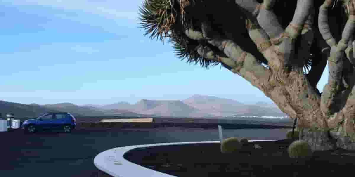 La Geria and a Dragon Tree