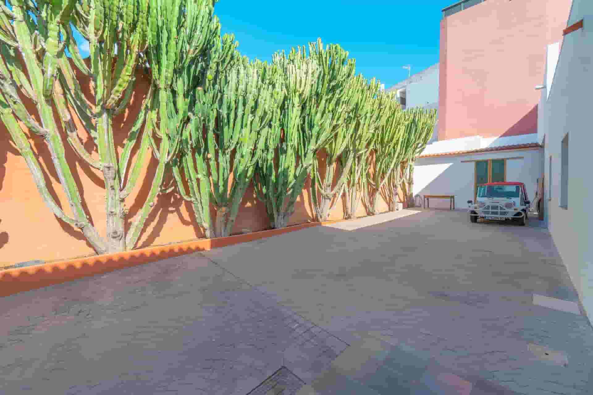 cactuses