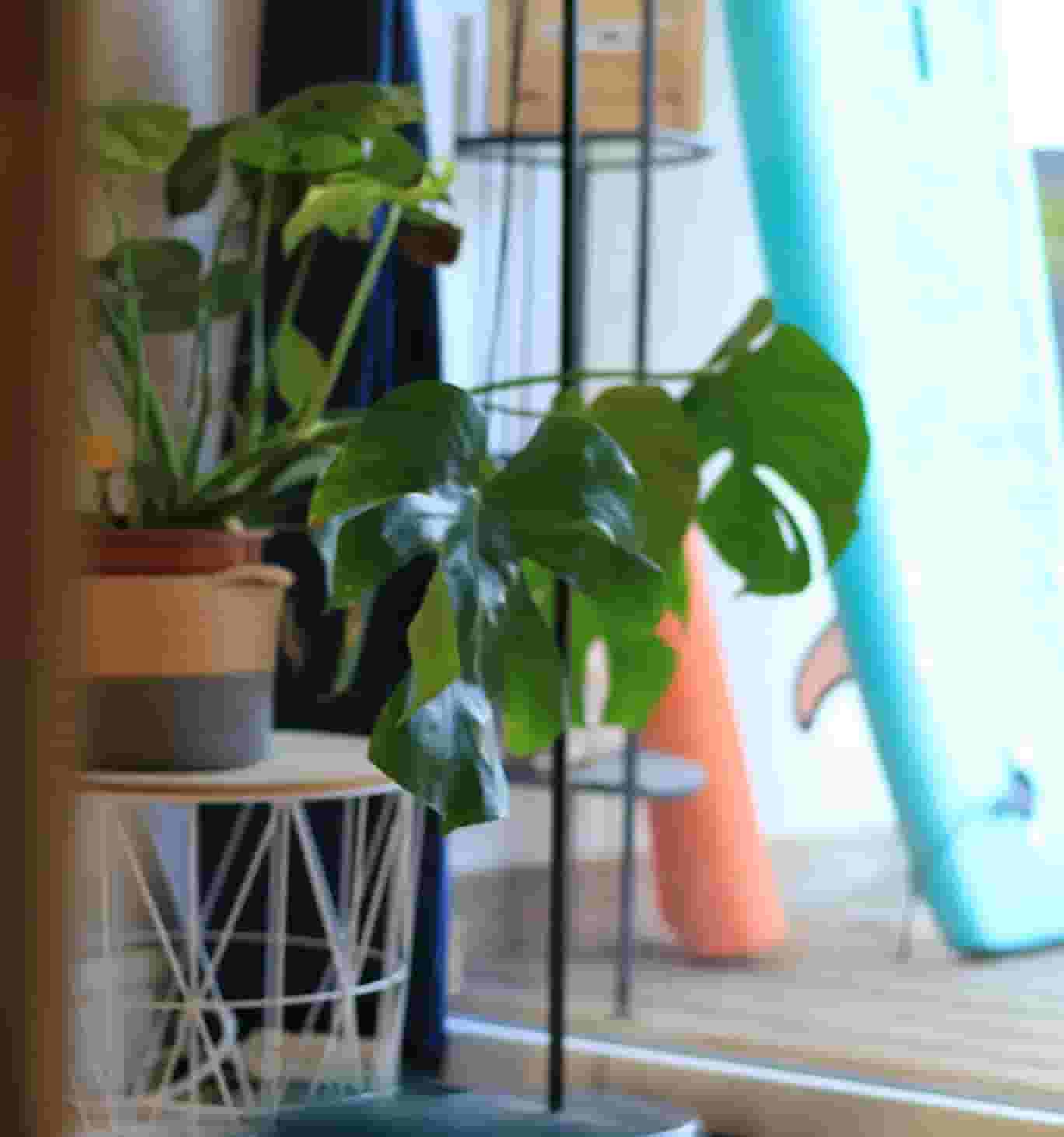 plants