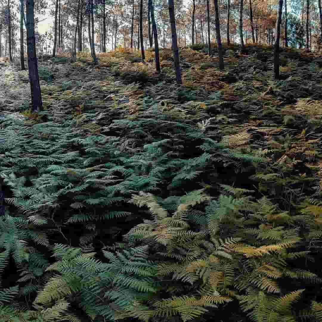 forrest view