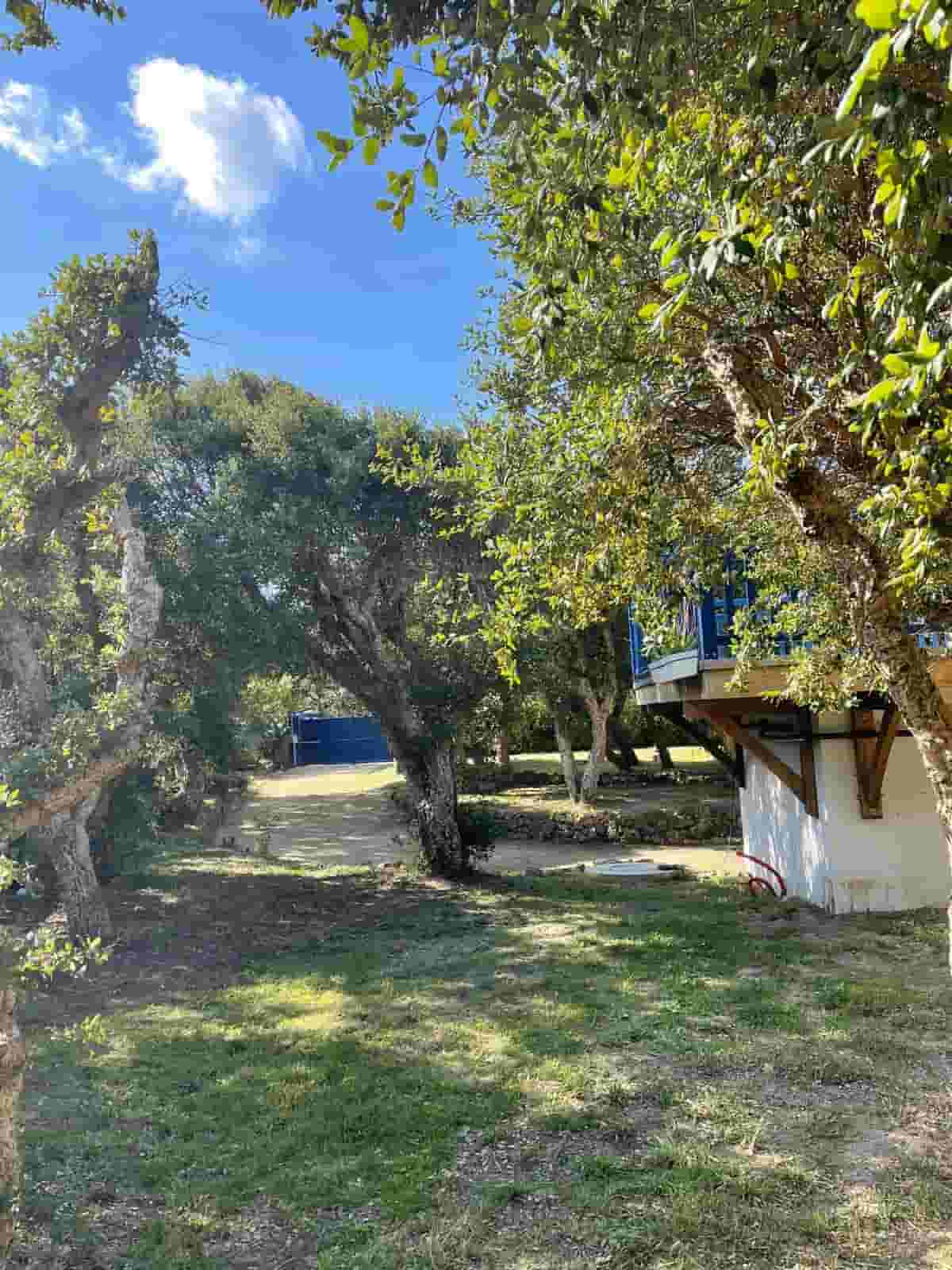 garden trees
