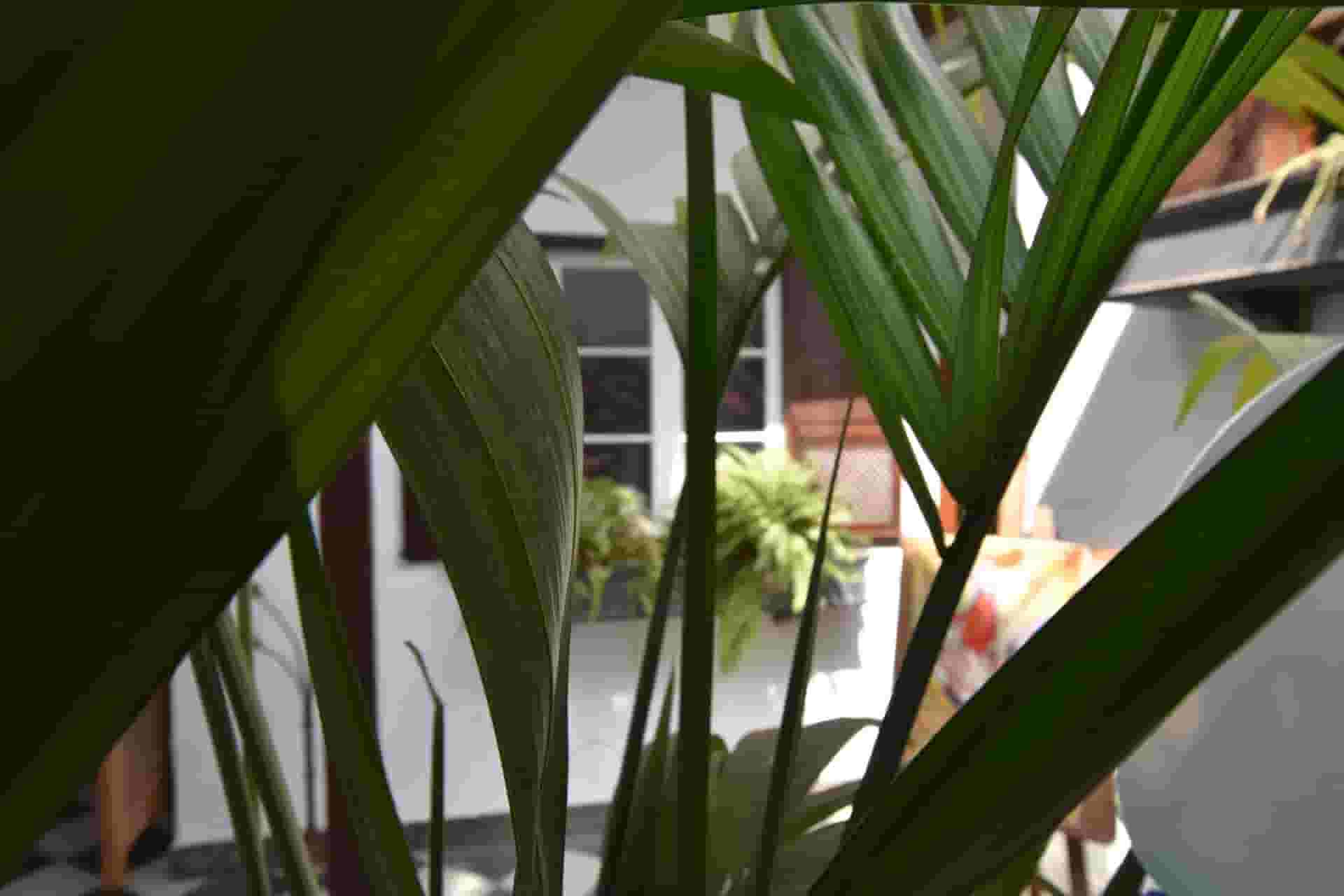 banana plant