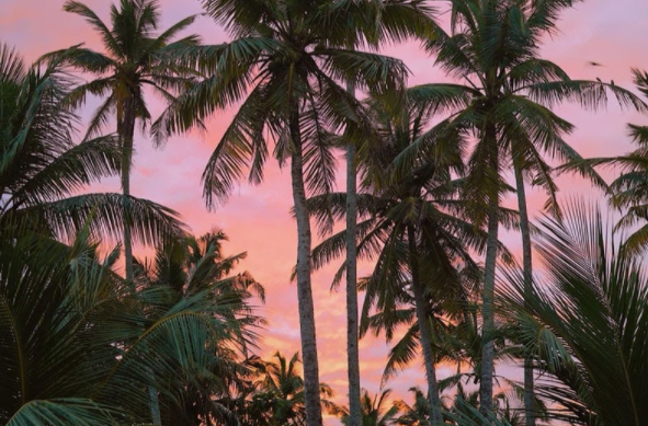 sunset and palmtrees