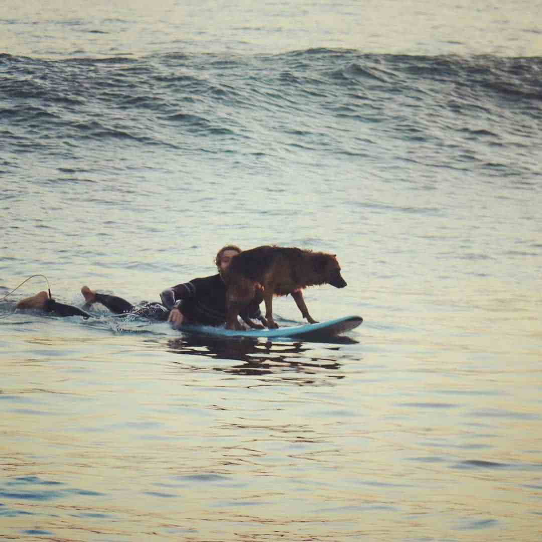 dogg on surfboard