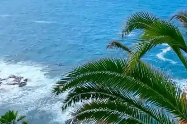 palmtree and ocean