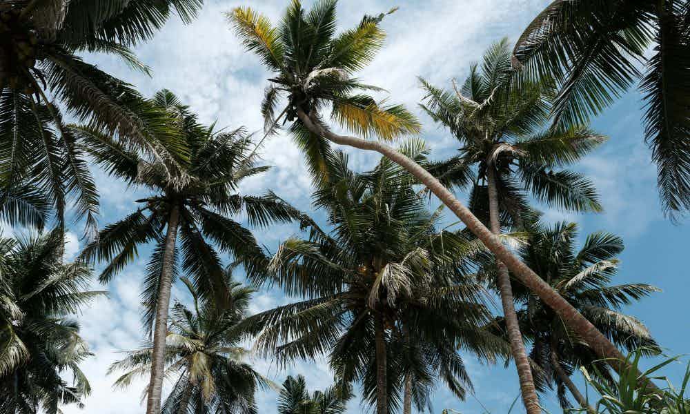 Weligama Palm Trees